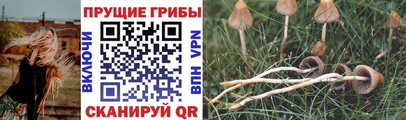 Псилоцибиновые грибы прущие грибы  Нерюнгри 